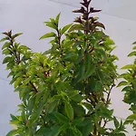 Βίλα Mentoros
